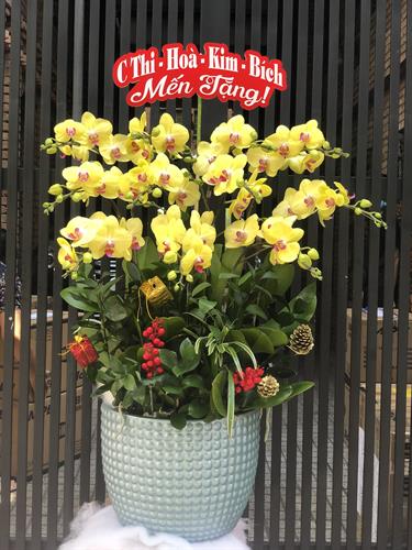 Hoa Lan Chúc Mừng 00027